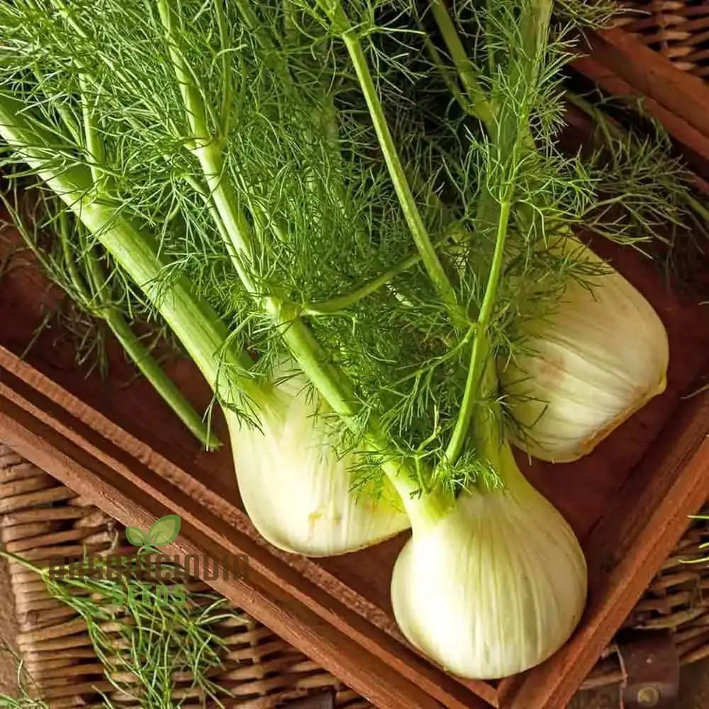 Fresh Sweet Florence Fennel Bulbs from Seeds, Homegrown Culinary Herb