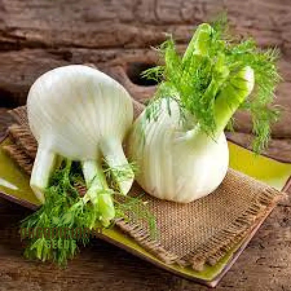 Mature Sweet Florence Fennel Plant from Seeds, Organic Culinary Herb