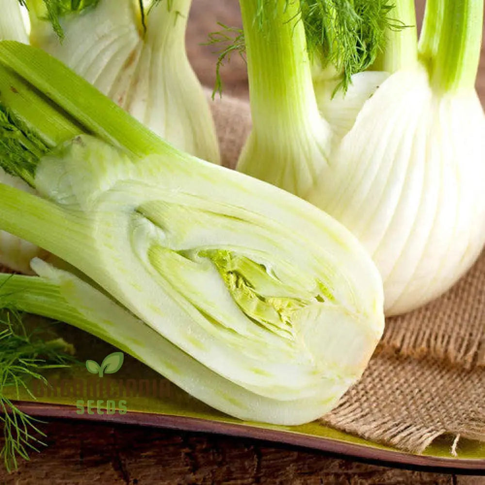Sweet Florence Fennel Seeds for Home Garden, Organic Culinary Herb Seeds