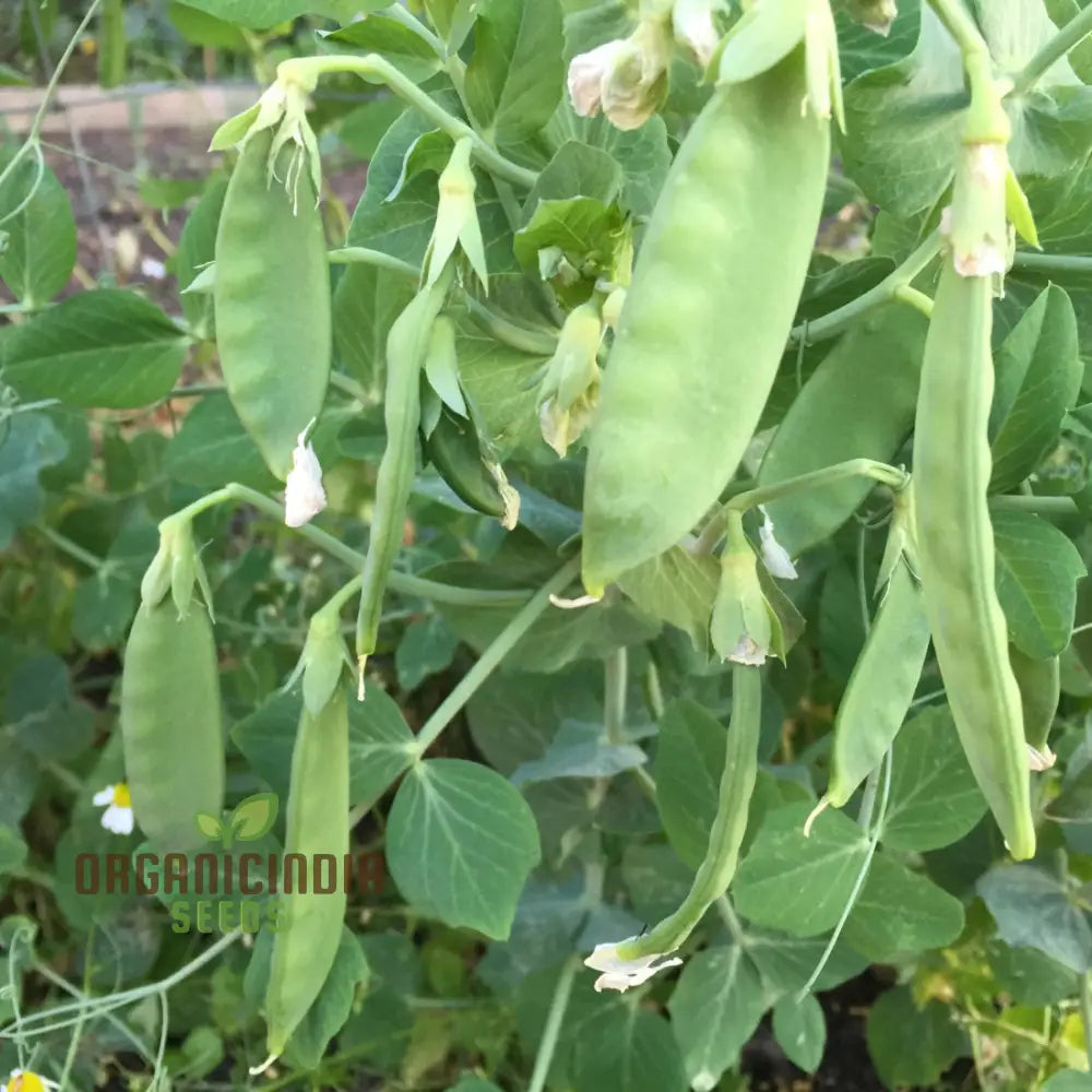 Mature Sweet Horizon Pea Vine from Seeds, High-Yield Mange Tout Pea Plants