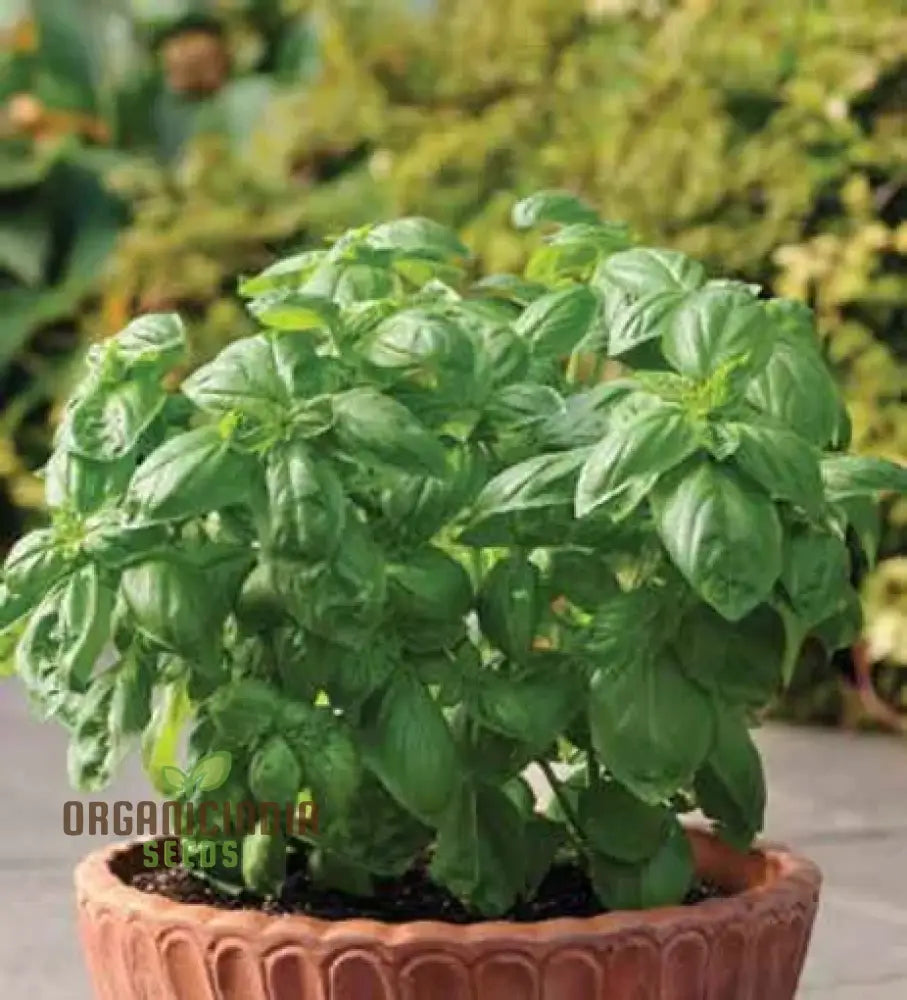 Sweet Italian Basil Seedlings Growing in Home Garden