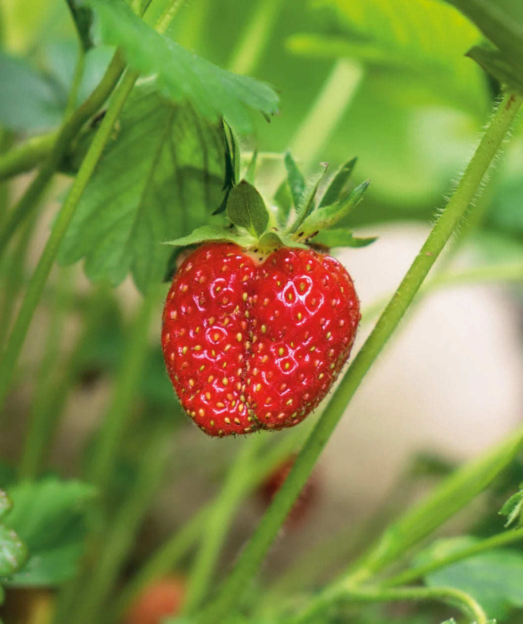 Sweet juicy Jewel strawberry seeds for home gardeners