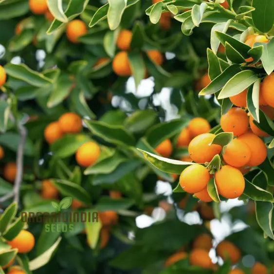 Sweet Kumquat Fruit Seeds - Organic For Planting Orange 100 Pcs