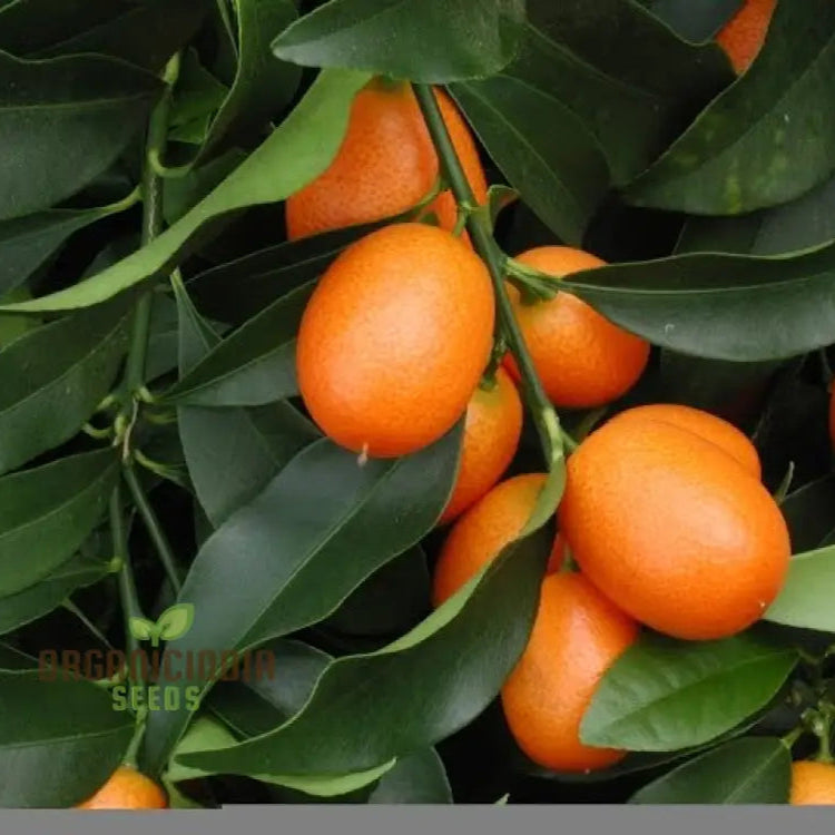 Sweet Kumquat Fruit Seeds - Organic For Planting Orange 100 Pcs