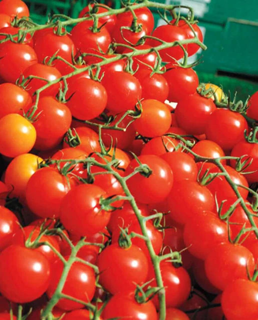 Ripe Sweet Million Cherry Tomatoes from Seeds, Sweet and Juicy Fruits