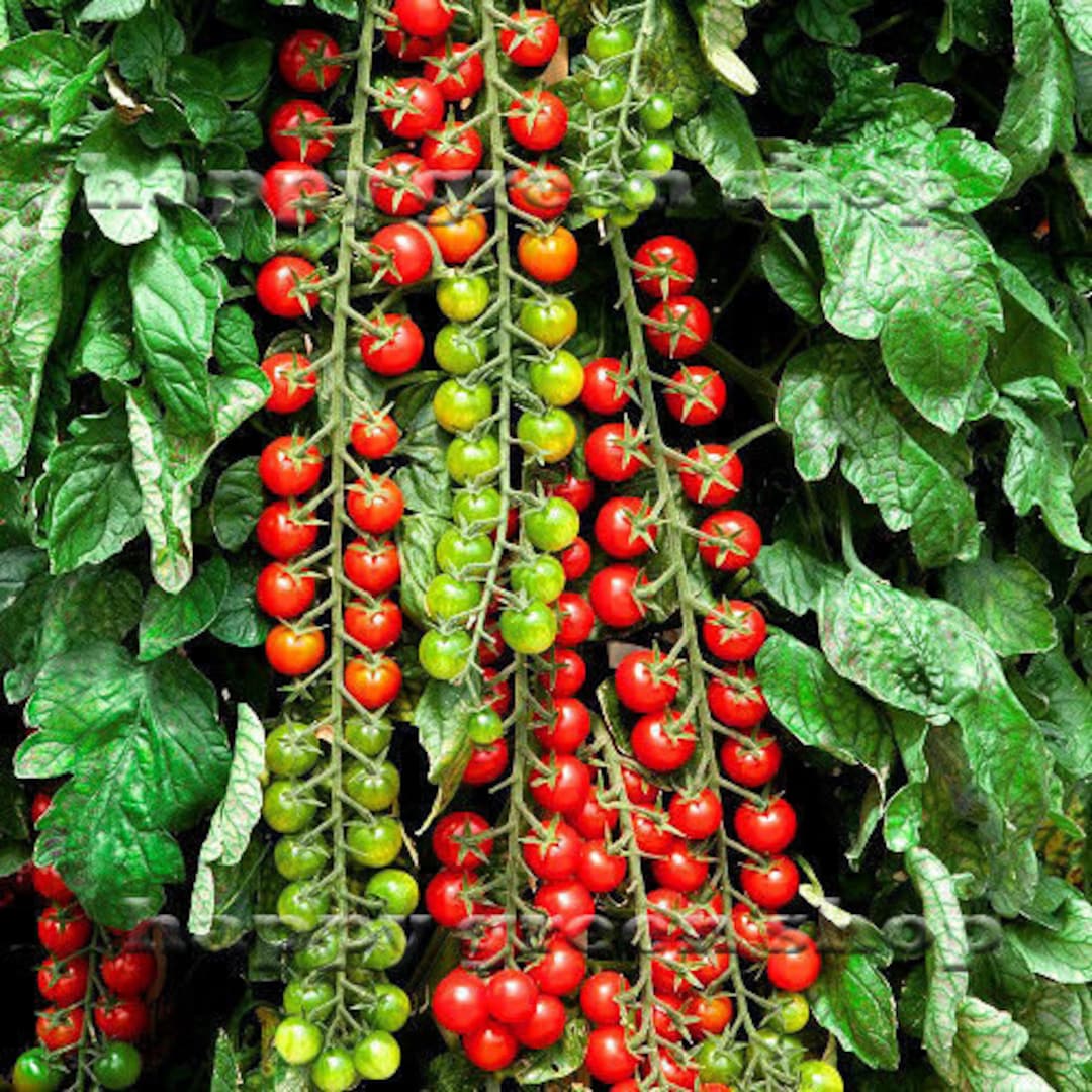 Mature Sweet Million Tomato Plant from Seeds, High-Yield Cherry Tomatoes