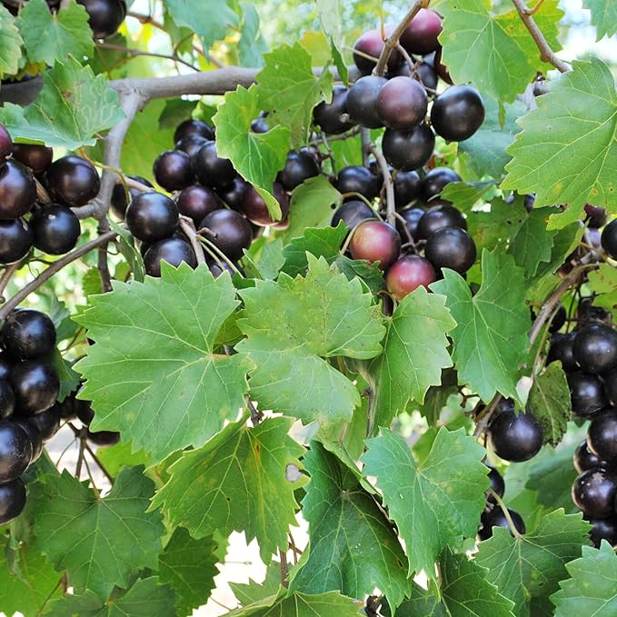 Sweet Muscadine grape seeds producing vitamin-rich fruit