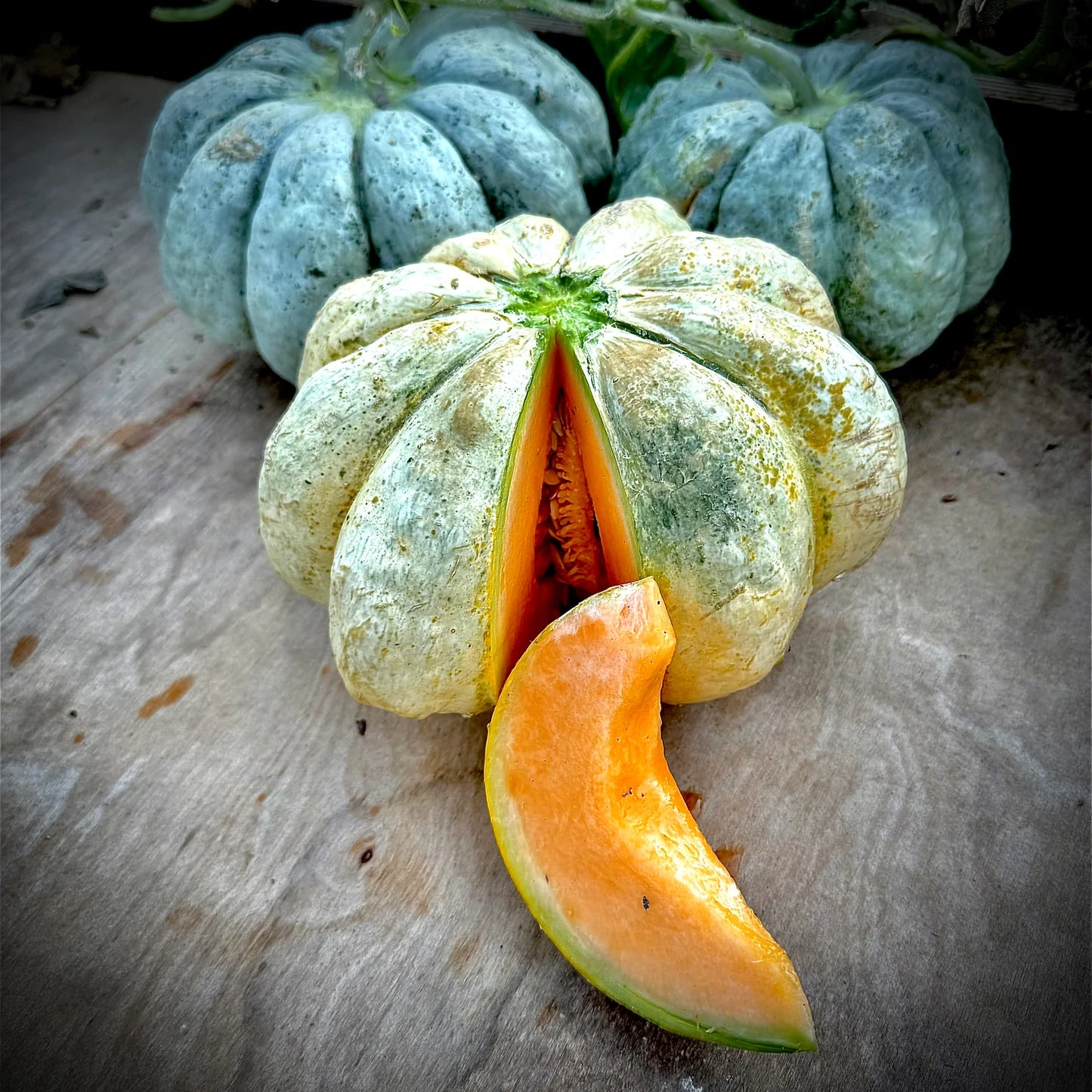 Sweet Oka melon seeds for home gardens