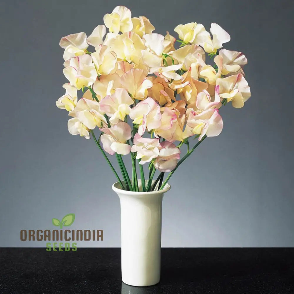 Sweet Pea Climbing Flower Seeds for Vertical Garden Displays