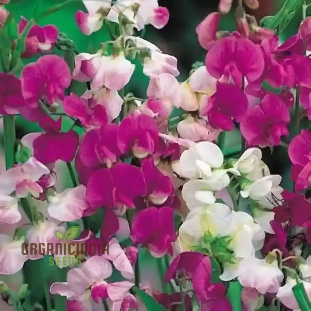 Sweet Pea Cupid Mixed Seeds â€“ Elevate Your Gardening Experience With Fragrant Colorful Blossoms!