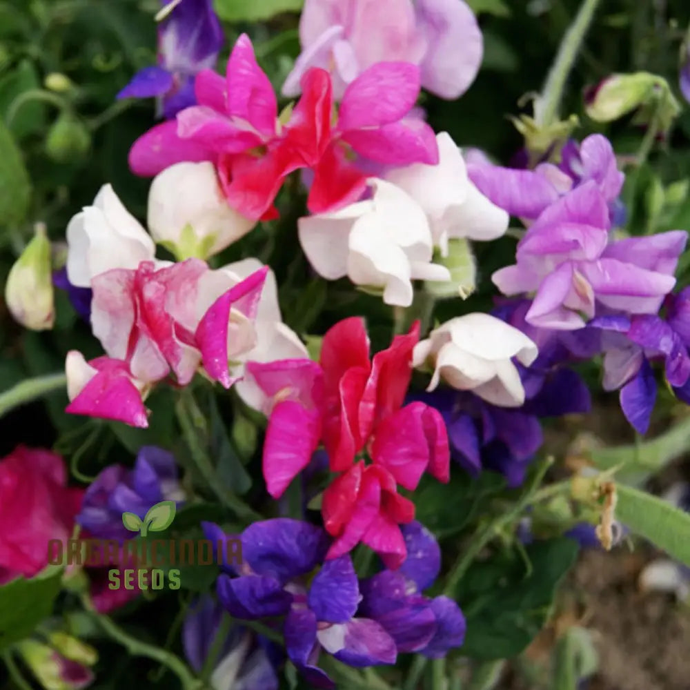 Sweet Pea Cupid Mixed Seeds â€“ Elevate Your Gardening Experience With Fragrant Colorful Blossoms!