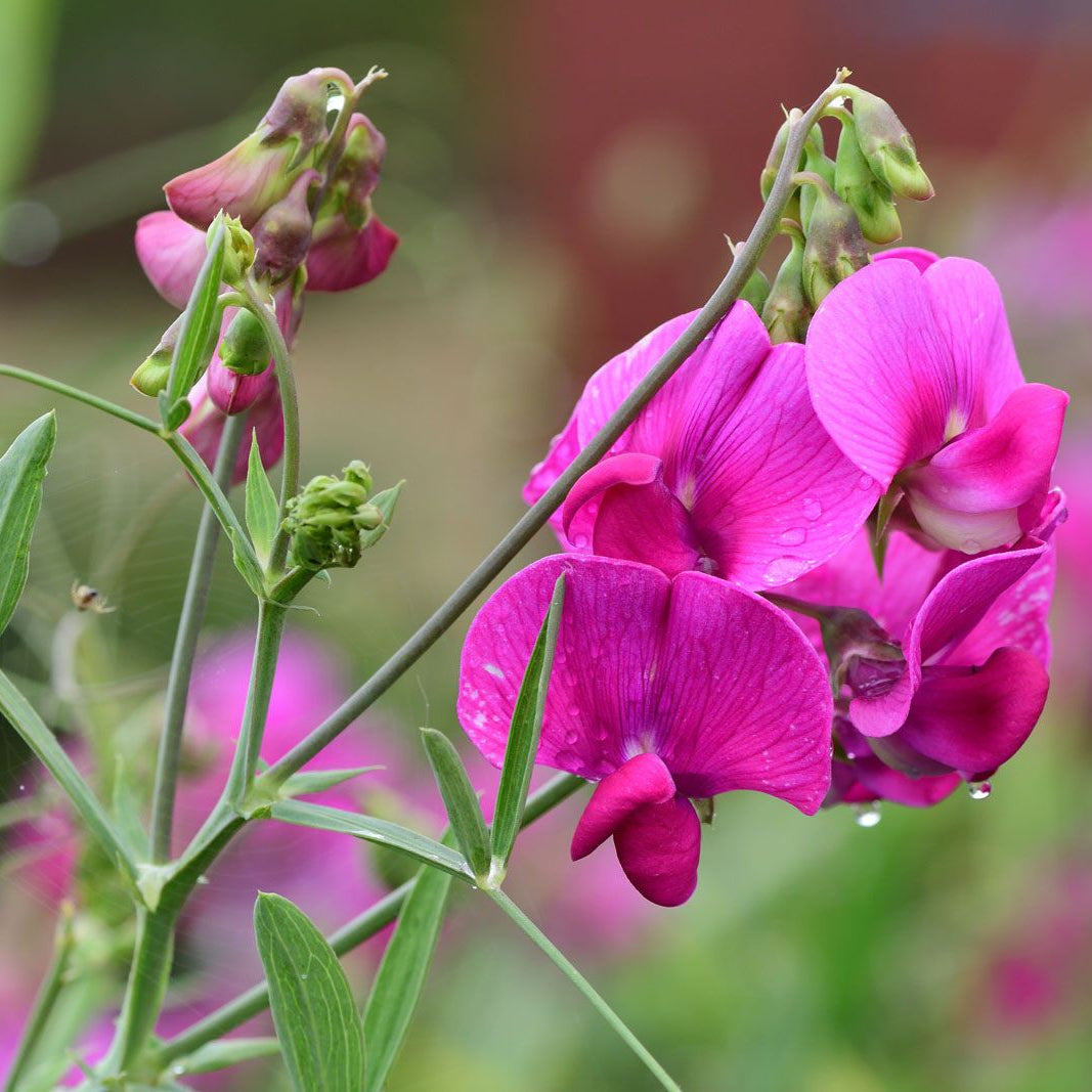 Sweet pea seeds packet for garden planting