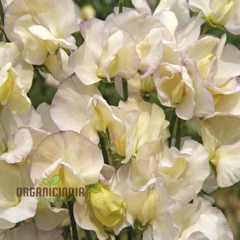 Sweet Pea (Tall) Old Times Flower Seeds For Planting, Classic  