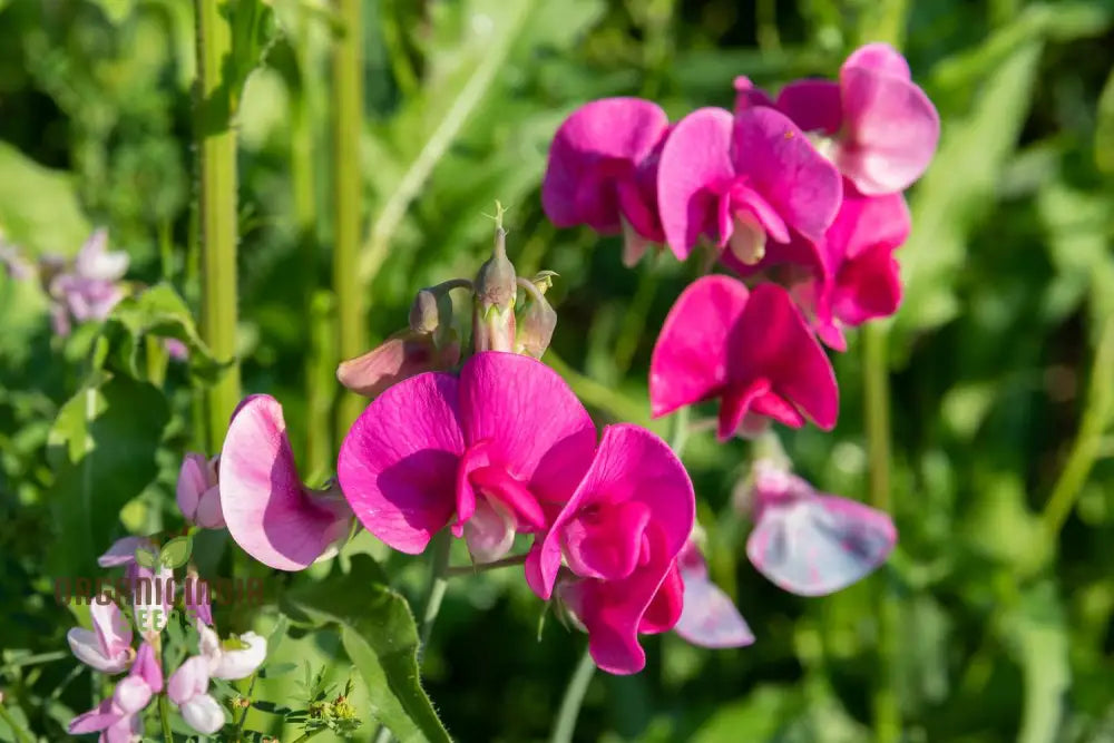 â€™Sweet Peas (Lathyrus Odoratus) Flower Seeds For Planting Grow A Beautiful Garden Of Fragrant