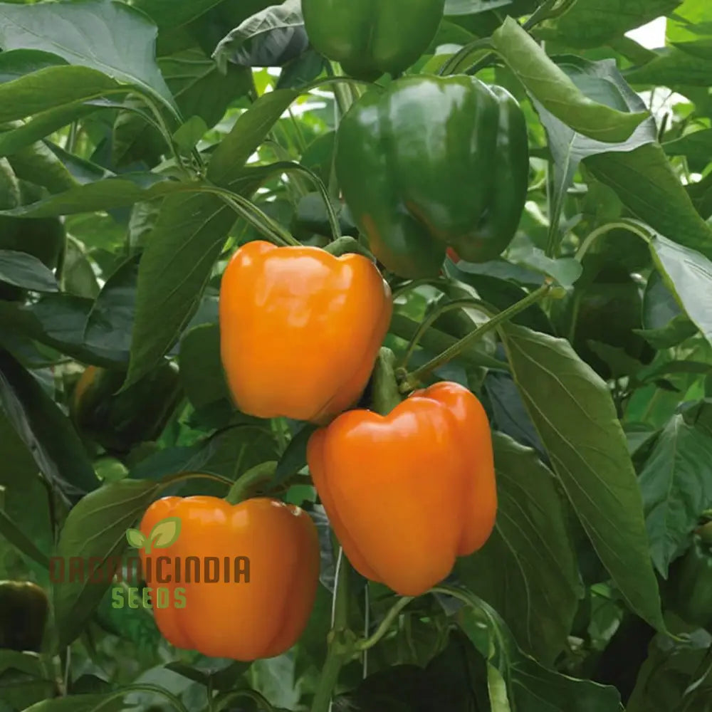 Mature Bright Star Sweet Pepper Plant with Vibrant Orange Fruits