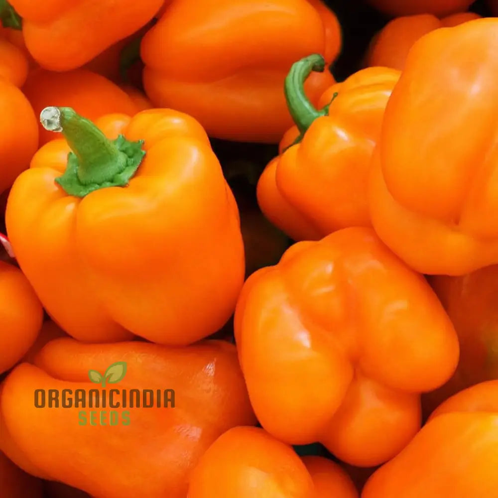 Bright Star Sweet Pepper Seeds for Home Garden, Orange Bell Peppers