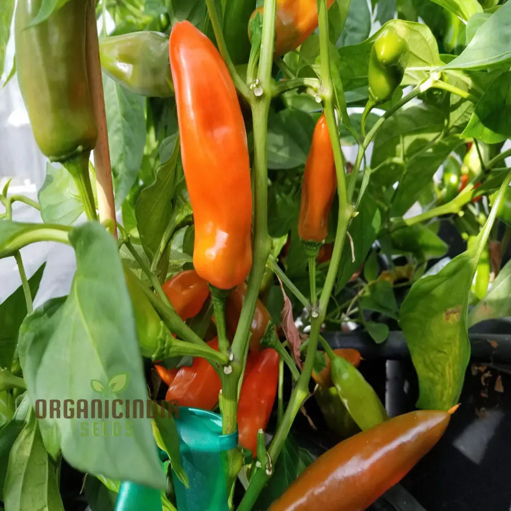 Sweet Pepper Plants in Garden Bed, Tangerine Dream Variety