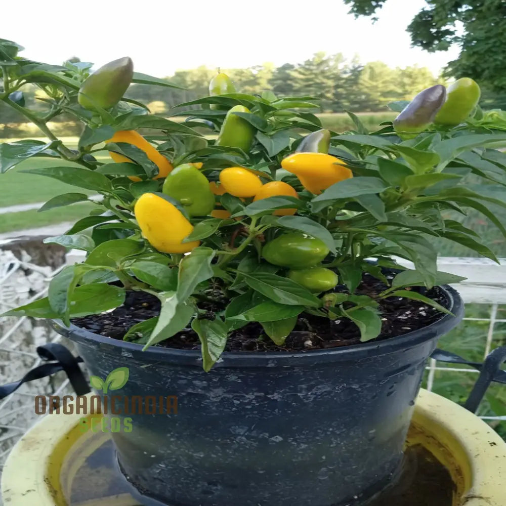 Fresh Lemon Dream Sweet Peppers, Homegrown Yellow Bell Peppers