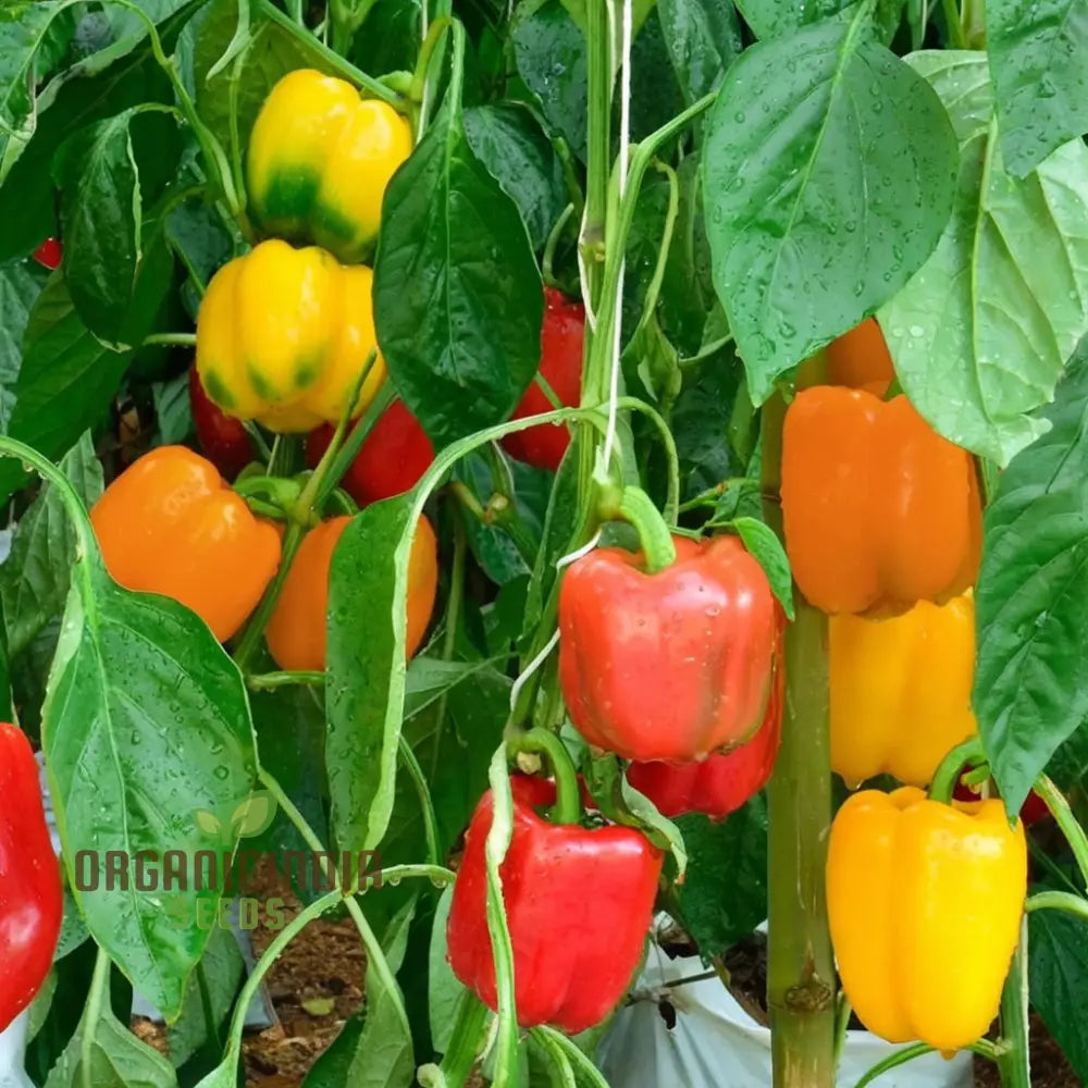 Mature Mixed Sweet Pepper Plants from Seeds, Upright Bushy Growth