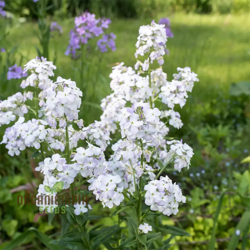 Sweet Rocket Seeds For Planting: Discover Fragrant Blooms And Beauty For Your Outdoor Oasisâ€™