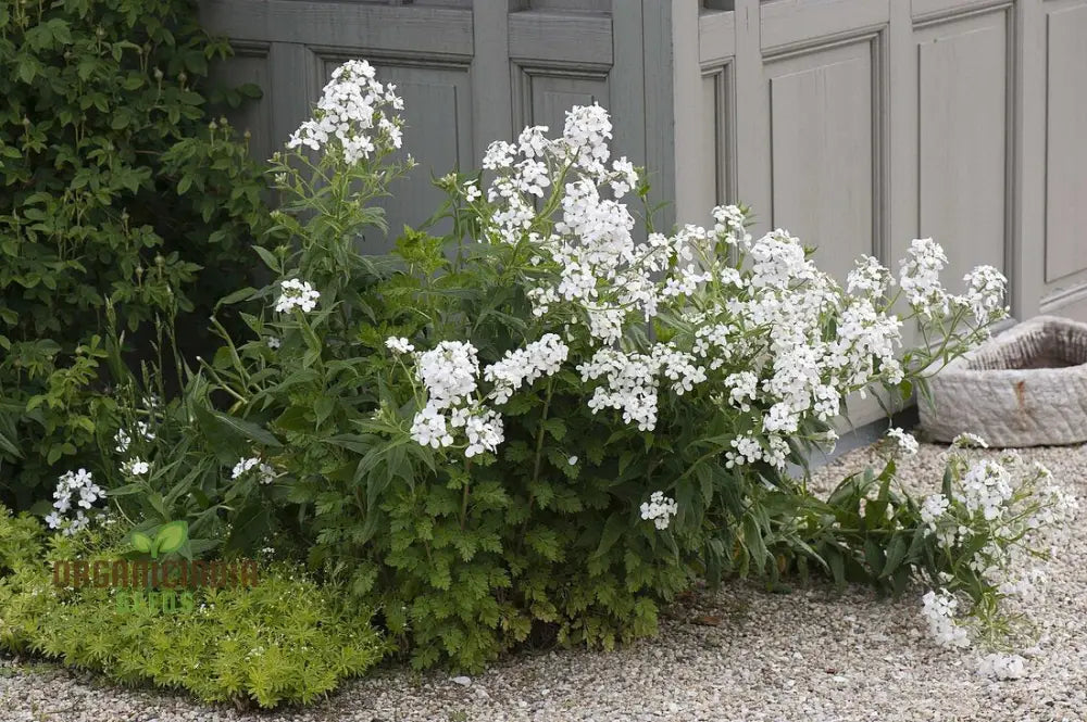 Sweet Rocket Seeds For Planting: Discover Fragrant Blooms And Beauty For Your Outdoor Oasisâ€™