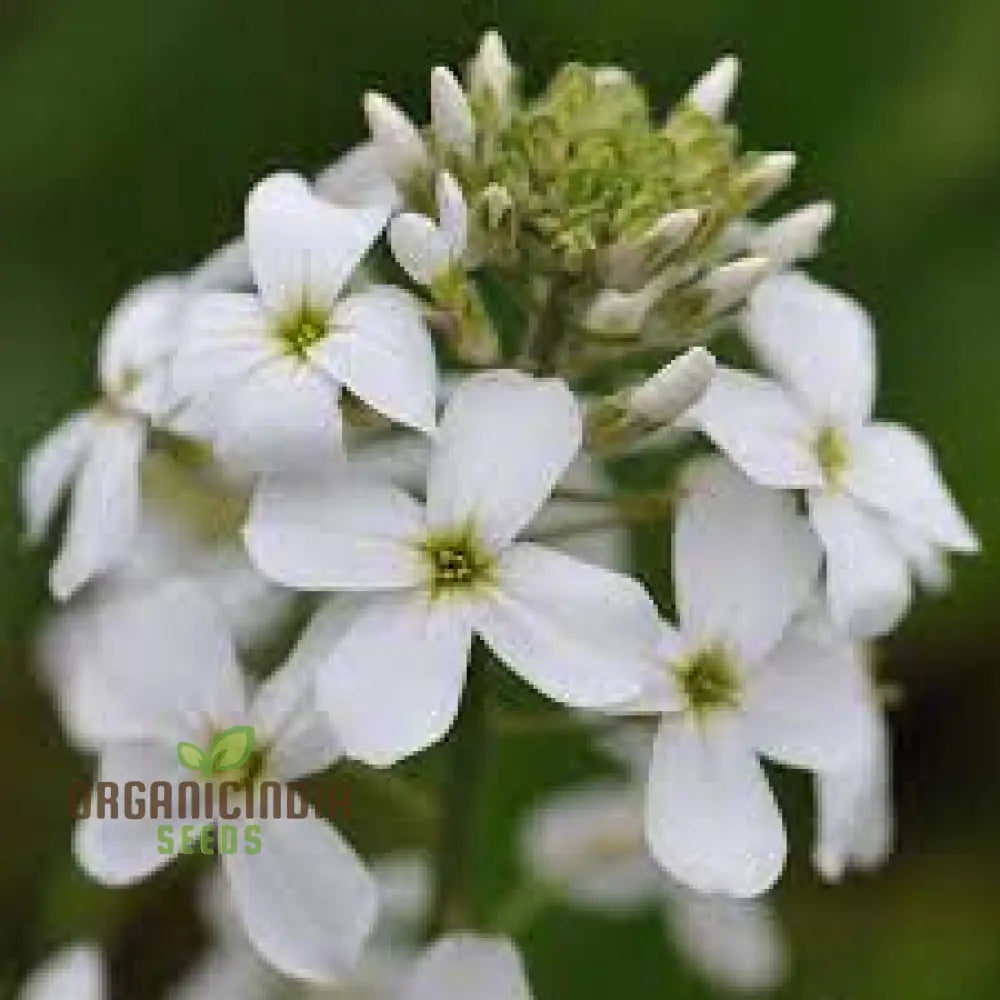 Sweet Rocket Seeds For Planting: Discover Fragrant Blooms And Beauty For Your Outdoor Oasisâ€™