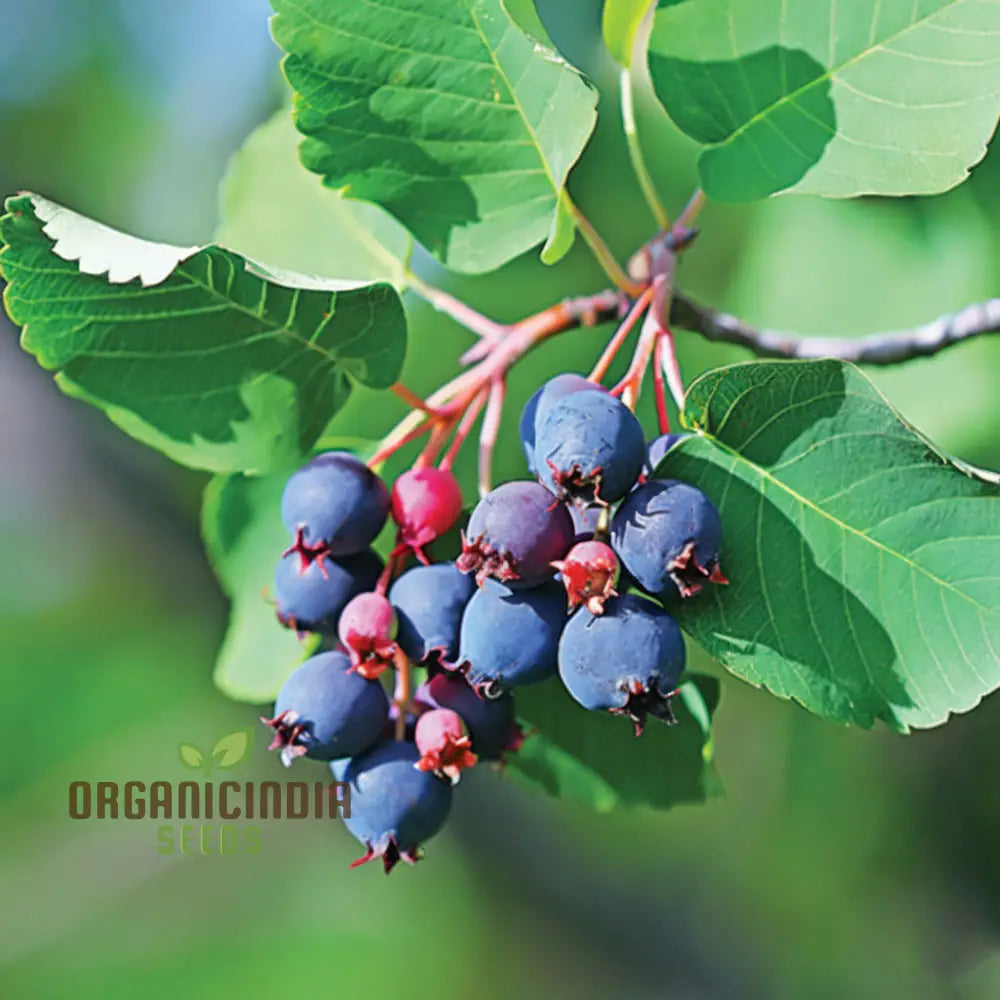 Sweet Saskatoon Berry seeds for planting productive shrubs
