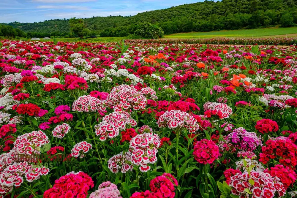 Sweet Williams Seeds - Winter Blooming Dianthus Barbatus Mix For Vibrant Gardening Enthusiasts