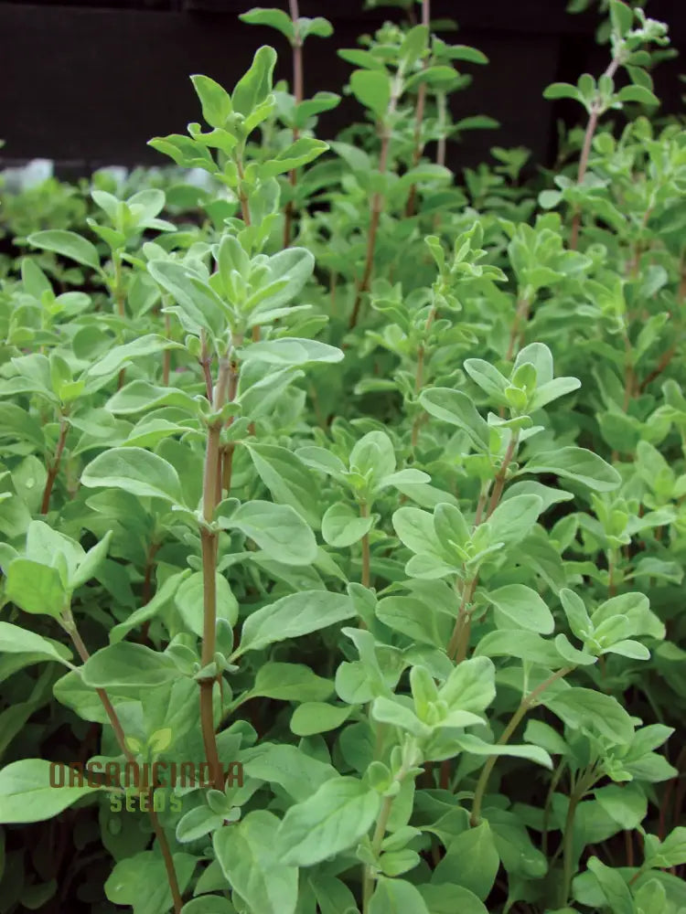 Sweet Marjoram Seeds Prescott Fond Blanc for Planting in Home Gardens