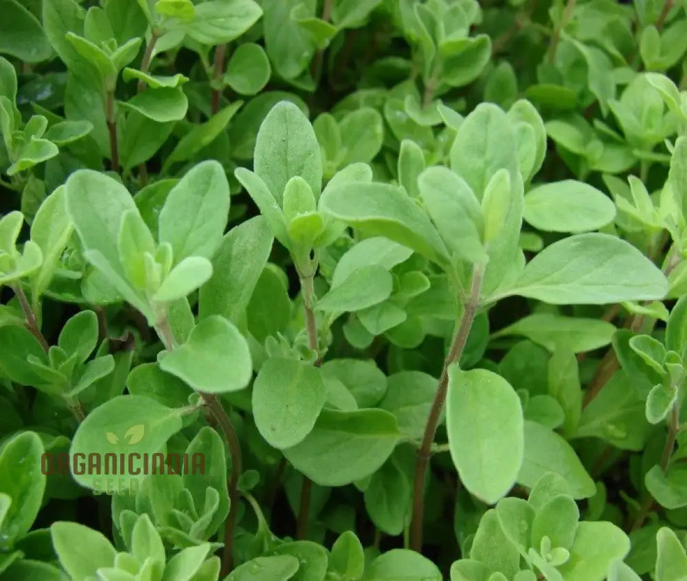 Sweet Marjoram Seeds for Container Gardening Prescott Fond Blanc Variety