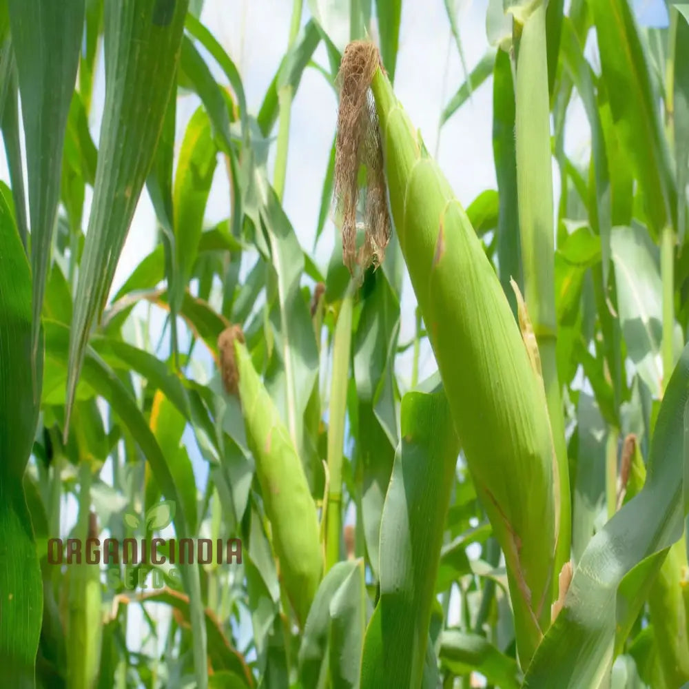 Fresh Minipop Sweetcorn Ears on Plant, Tender and Sweet Mini Corn