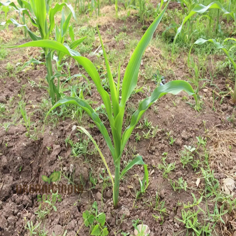 Harvested Sweetcorn Shoots, Tender Microgreens