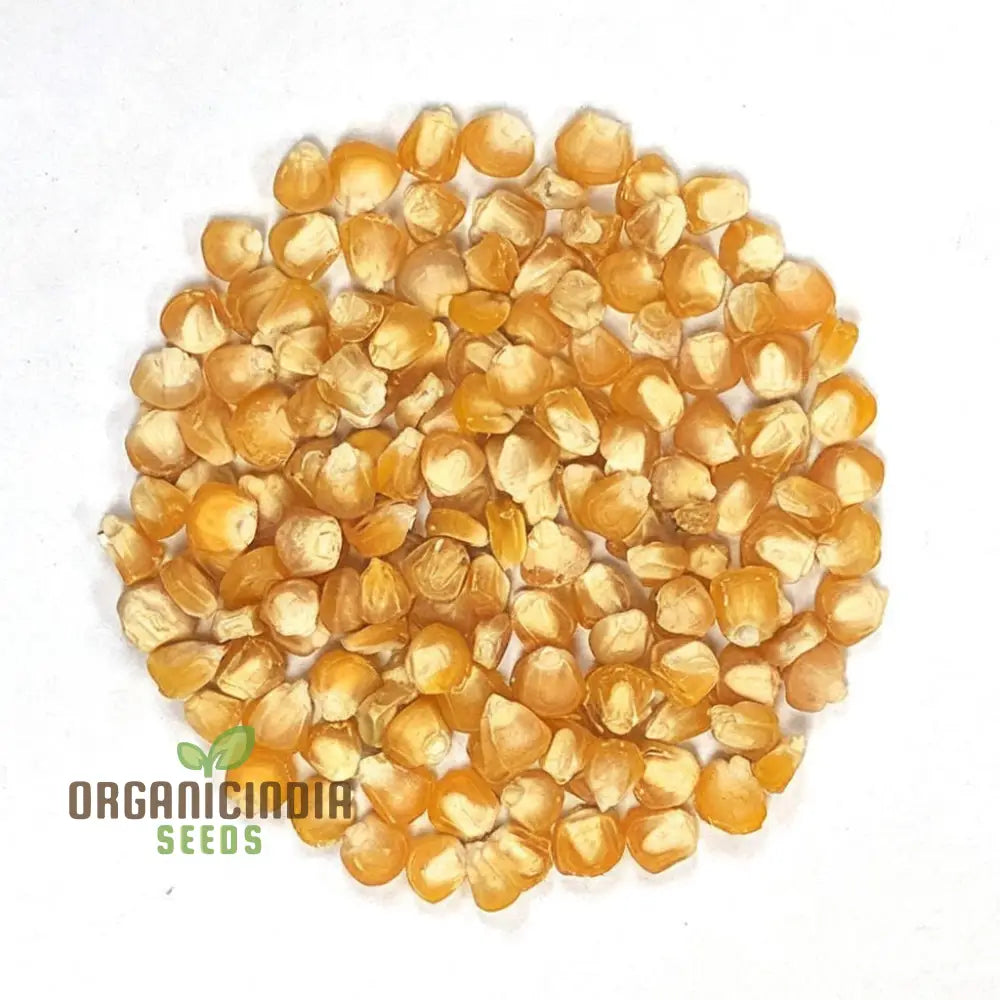 Sweetcorn Shoots Seeds Pack for Home Gardening Microgreens