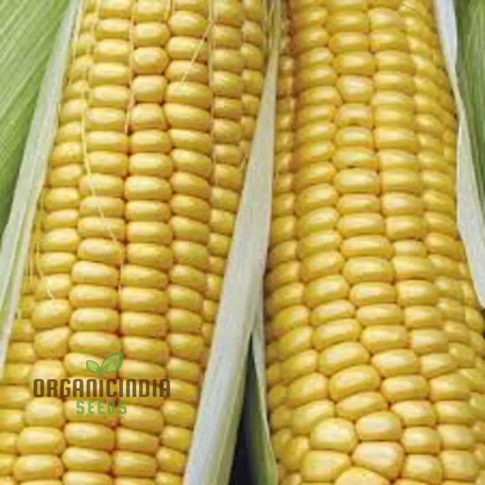 Swift Sweetcorn Seeds Packet, Fast-Growing Non-GMO Corn Seeds for Planting