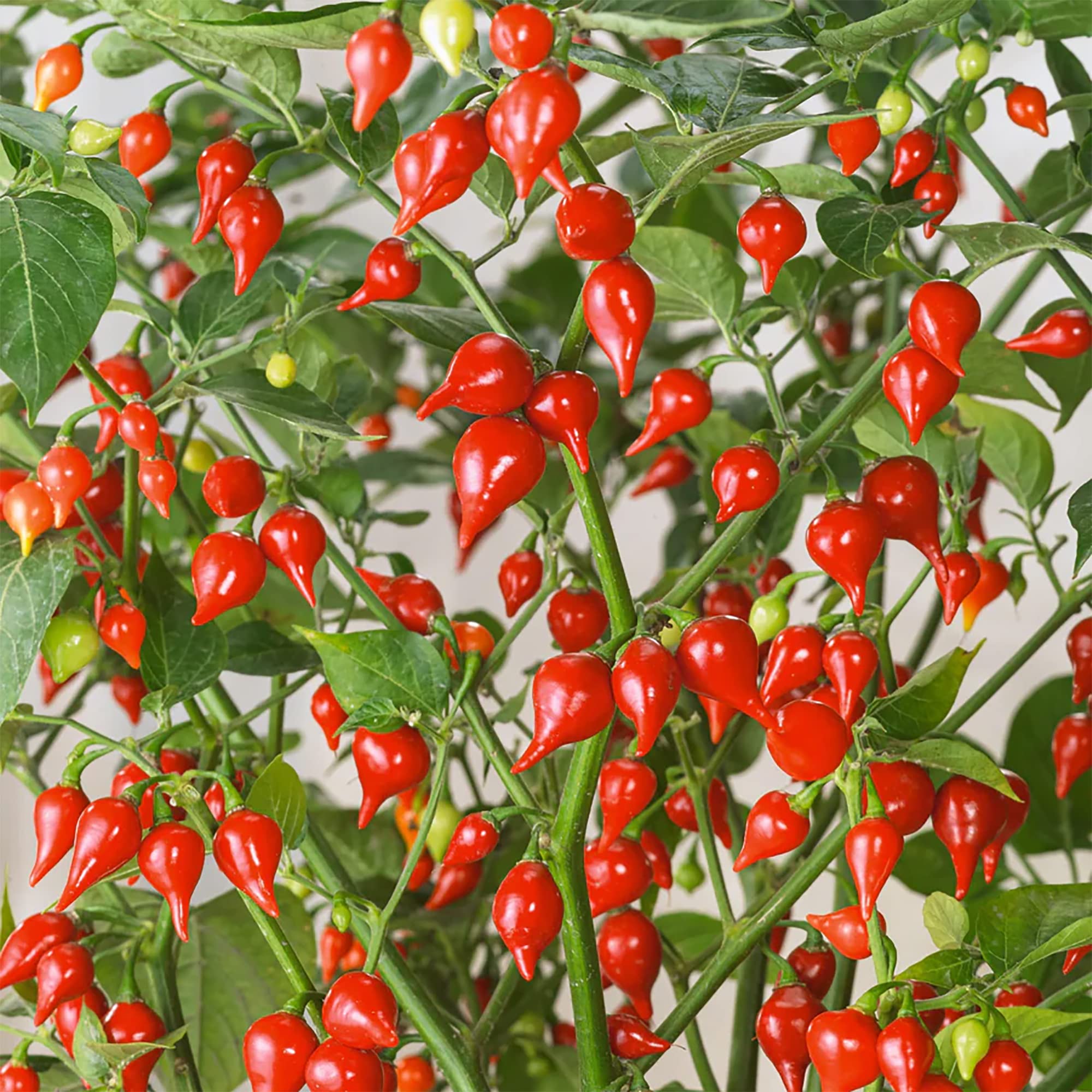 Mature Sweety Drops Pepper Plant, Compact High-Yield Pepper Seeds