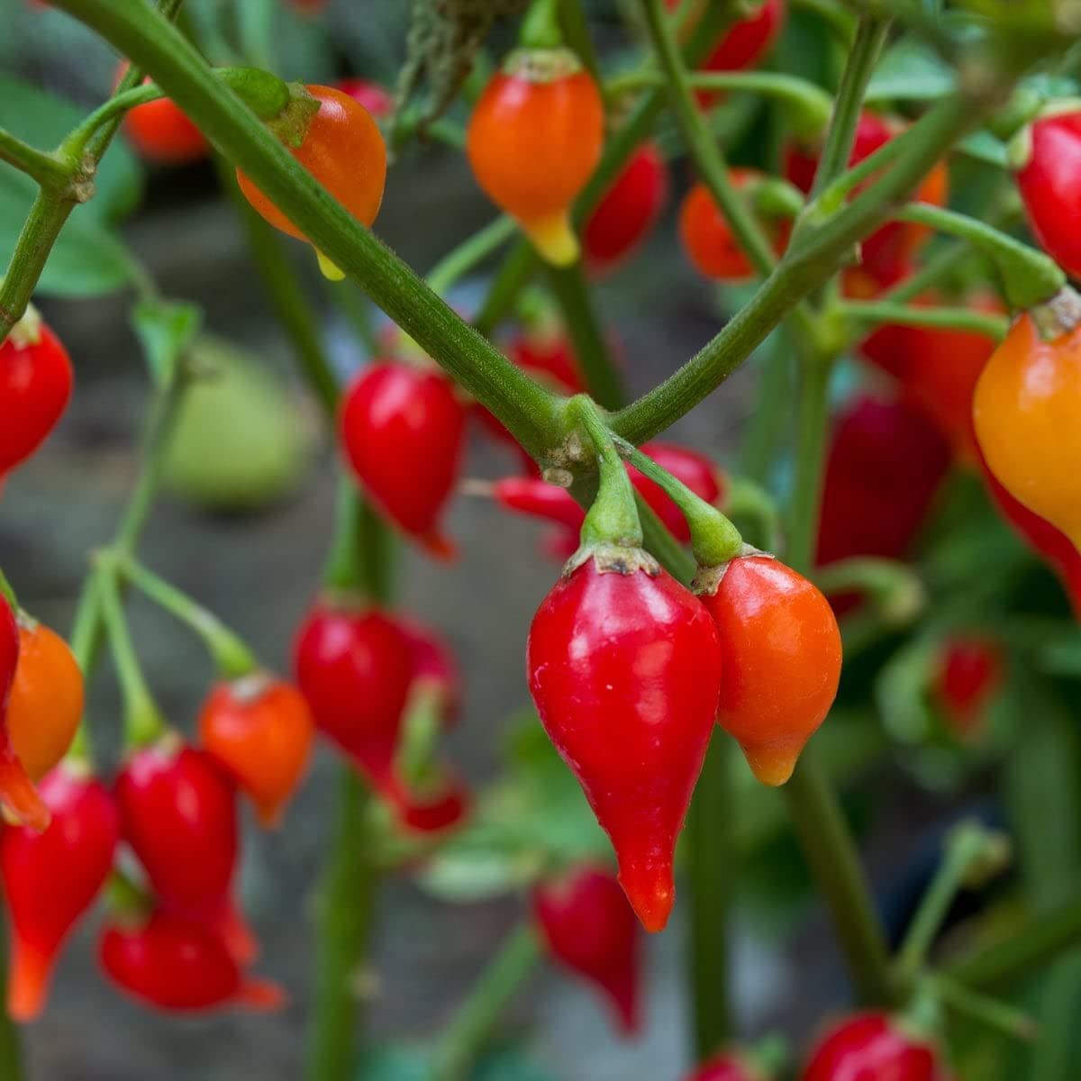 Sweety Drops Pepper Seeds for Planting, High-Yield Sweet Pepper Seeds