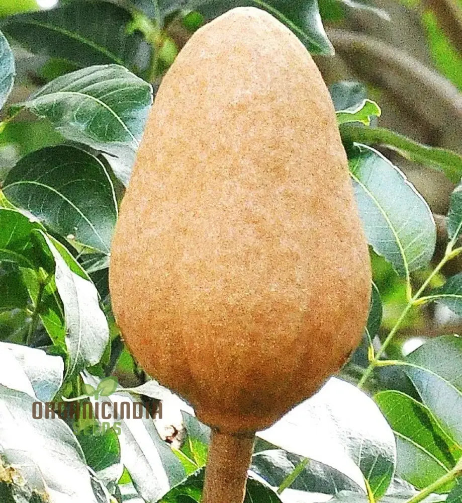 Swietenia Macrophylla Seeds â€“ Elevate Your Gardening With The Grandeur Of Tropical Trees And