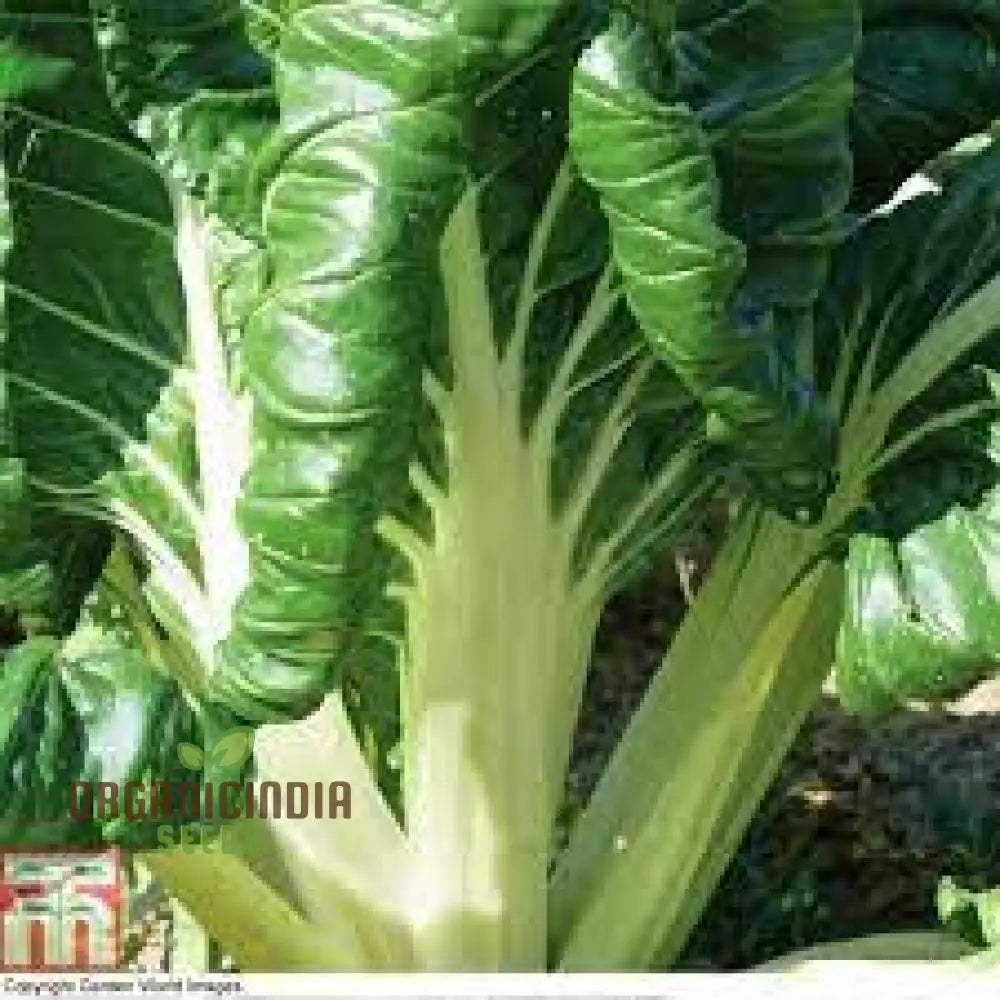 Swiss Chard Fordhook Giant Seeds For Planting Your Garden | Buy Online