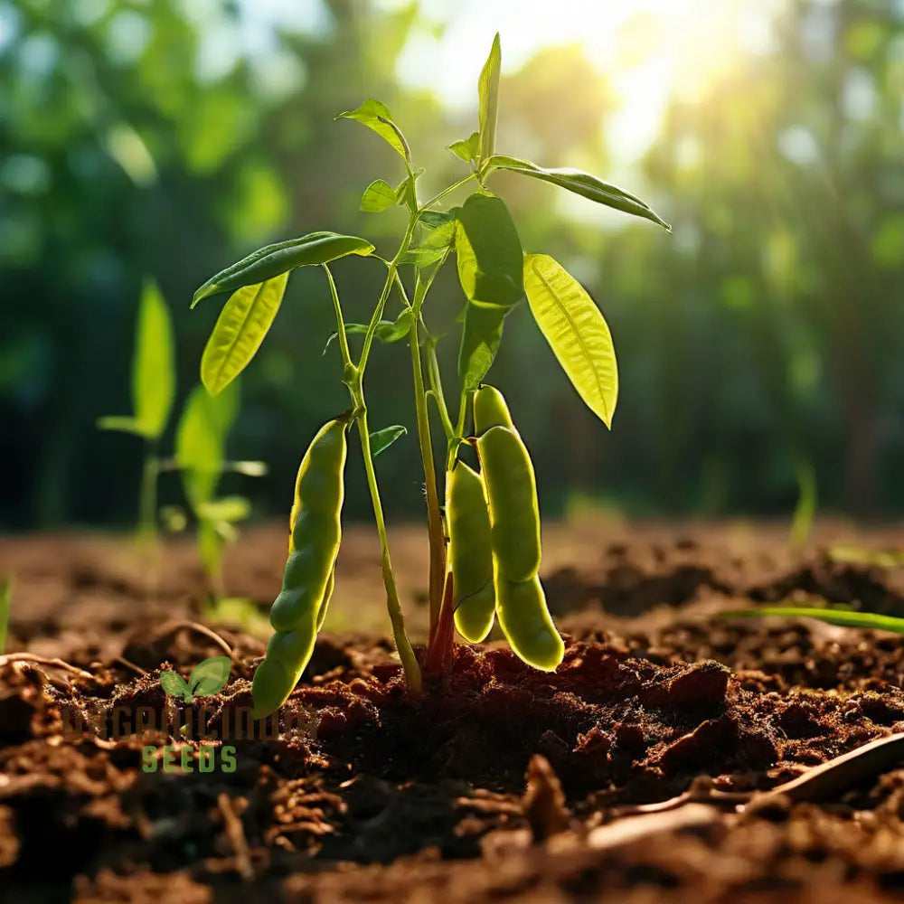 Climbing Sword Bean Plant on Trellis from Versatile Seeds