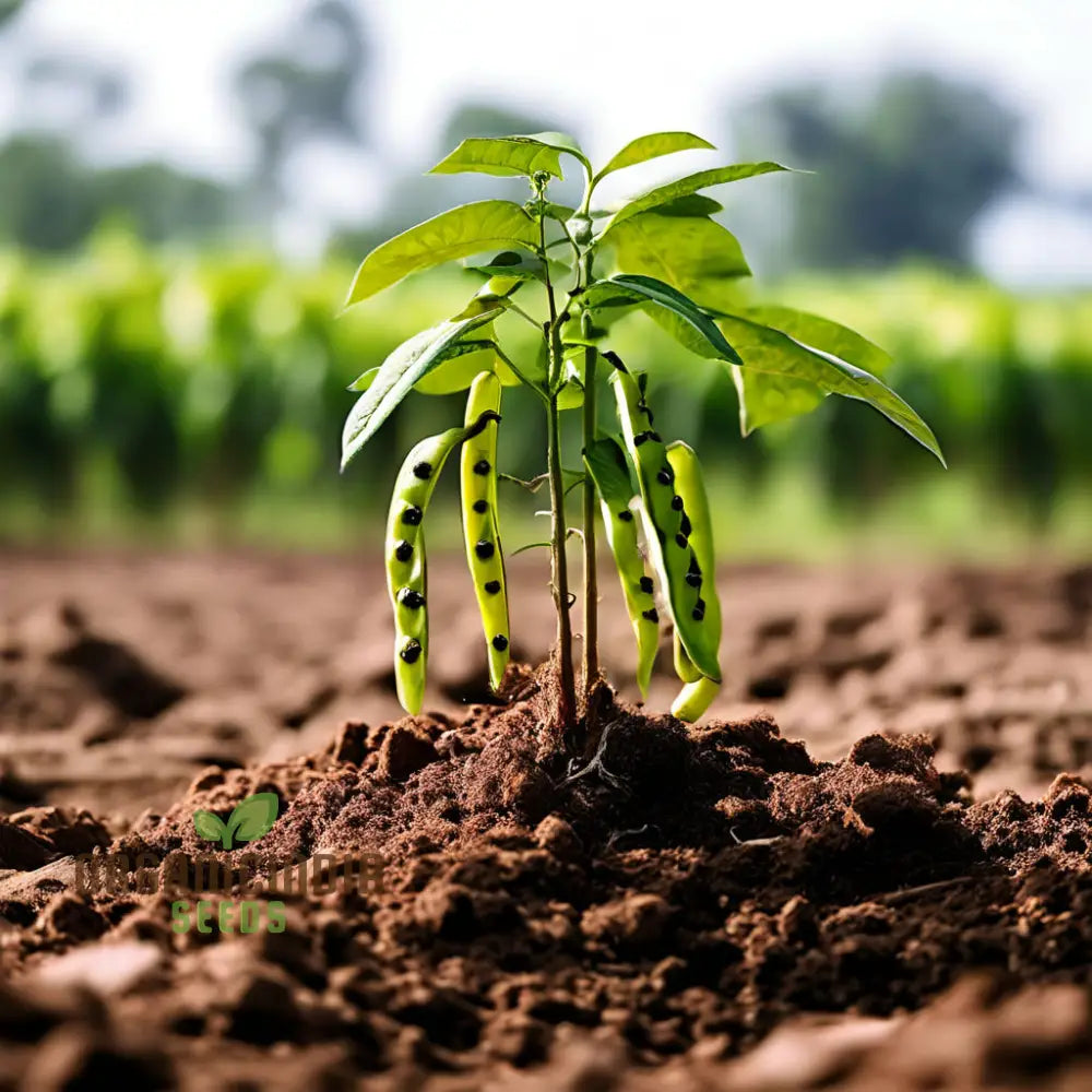 Mature Versatile Sword Bean Plant with Long Edible Pods from Seeds