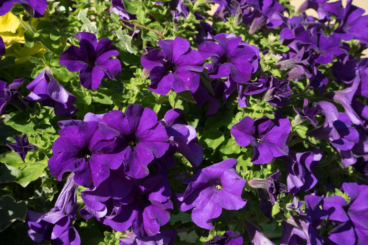 Deep Purple Petunia Seeds – Lush, Velvety Blooms for Gardens & Containers
