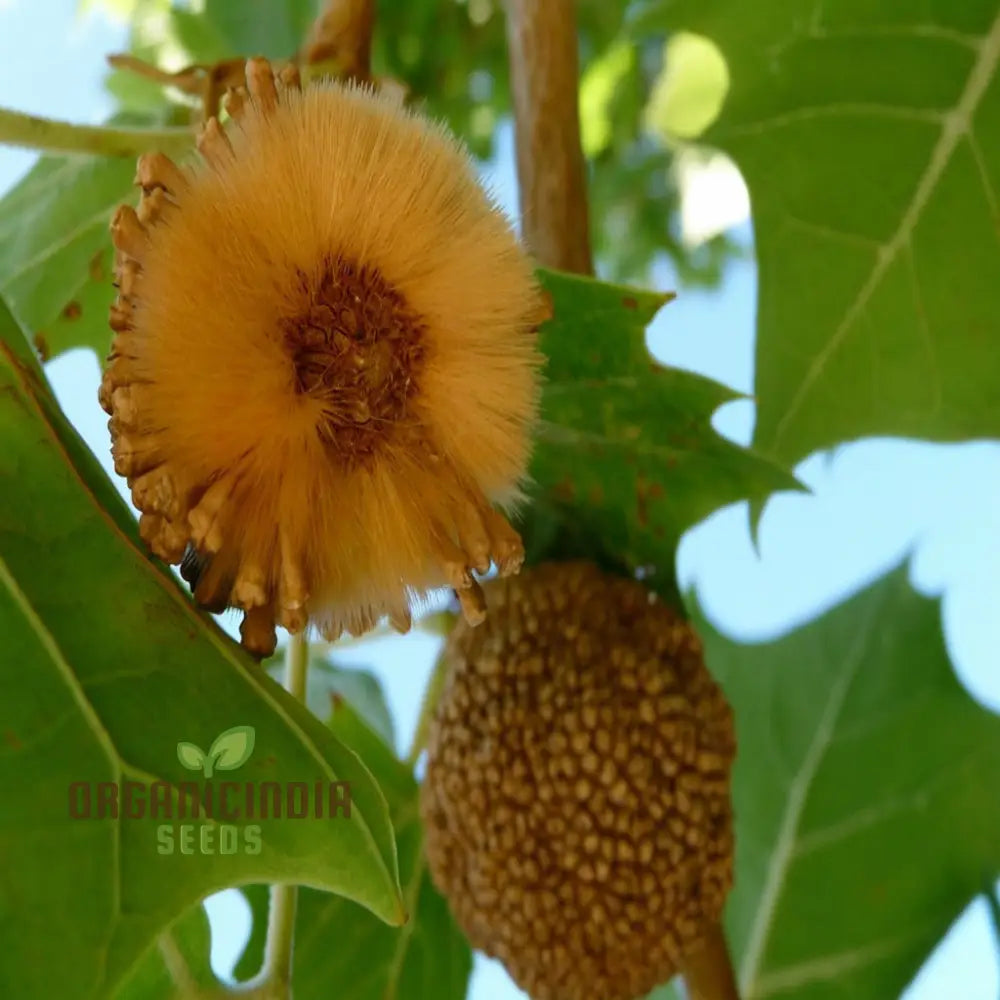 Sycamore Seeds â€“ Elevate Your Gardening With Stately Long-Lasting Beauty And Shade Plant