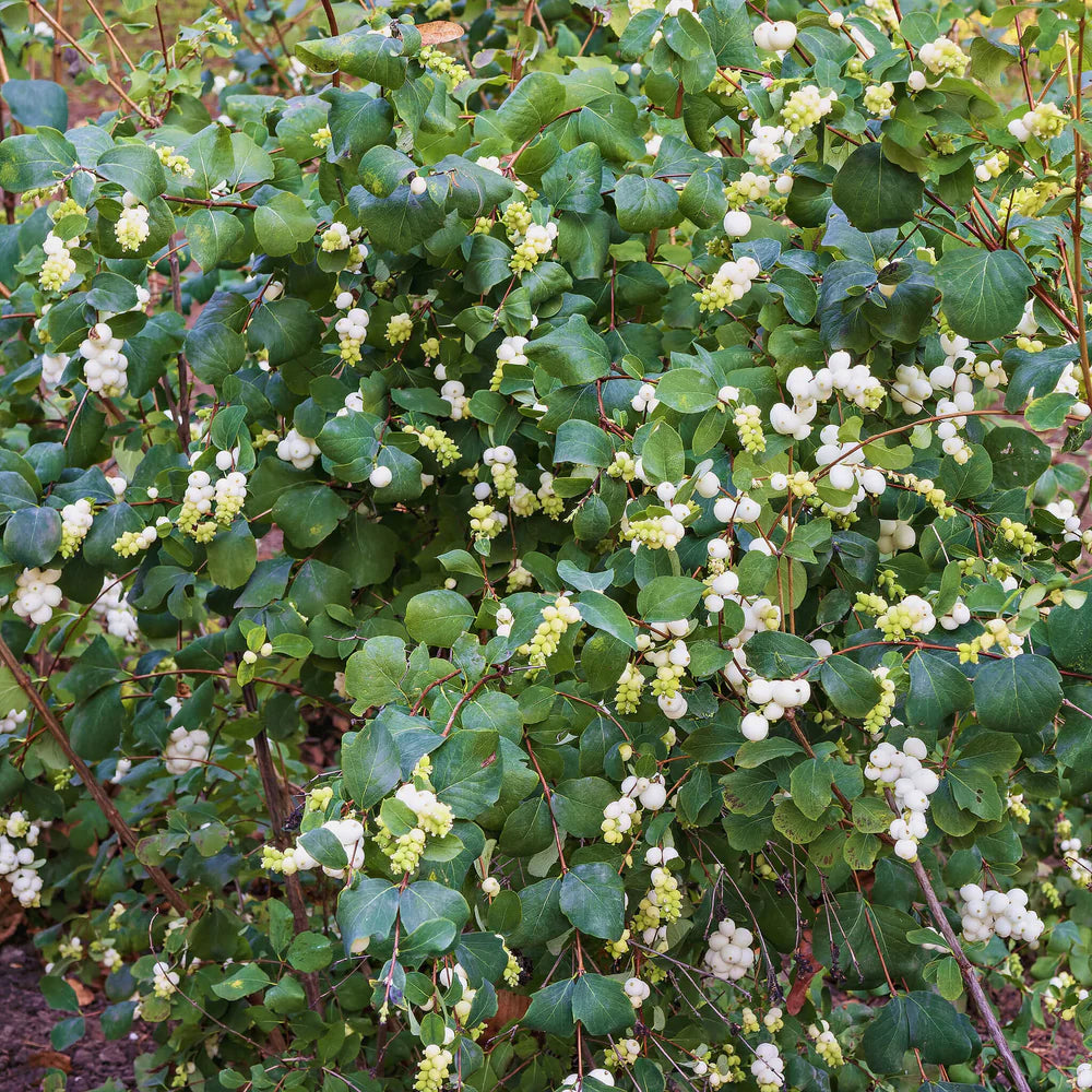 Common Snowberry Seeds – Symphoricarpos albus Deciduous Shrub with White Berries