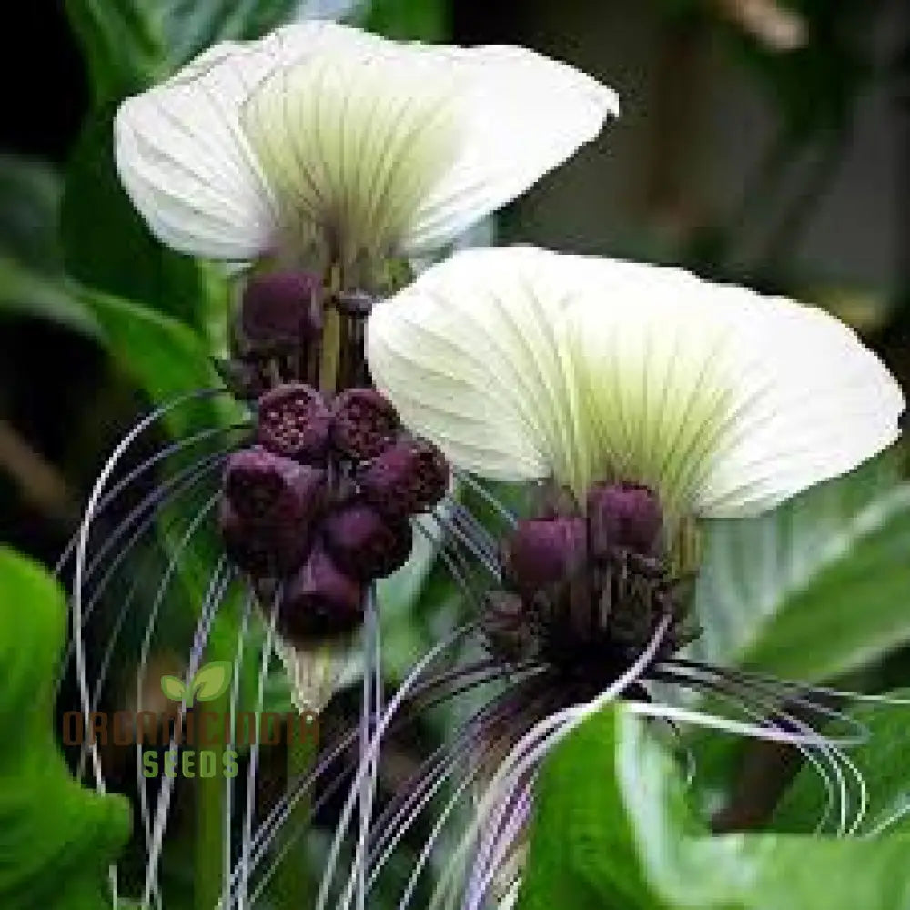Tacca Chantrieri â€™Niveaâ€™ Seeds â€“ Elevate Your Gardening Experience With Unique Stunning Blooms!
