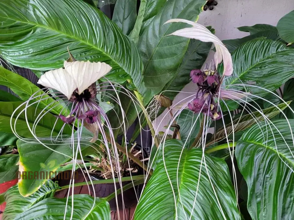 Tacca Chantrieri â€™Niveaâ€™ Seeds â€“ Elevate Your Gardening Experience With Unique Stunning Blooms!