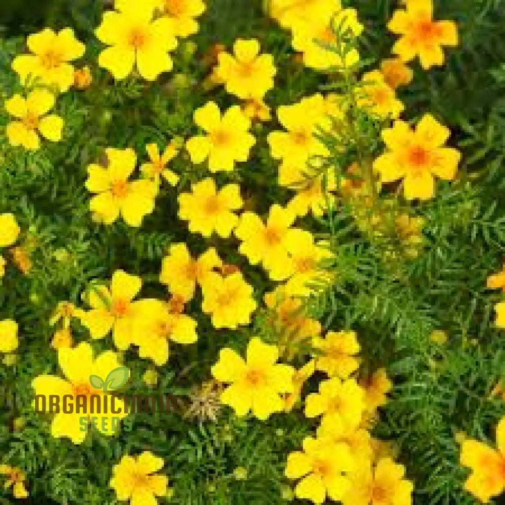 Tagetes Lemon Gem Flower Seeds for Bright Citrus Garden Blooms