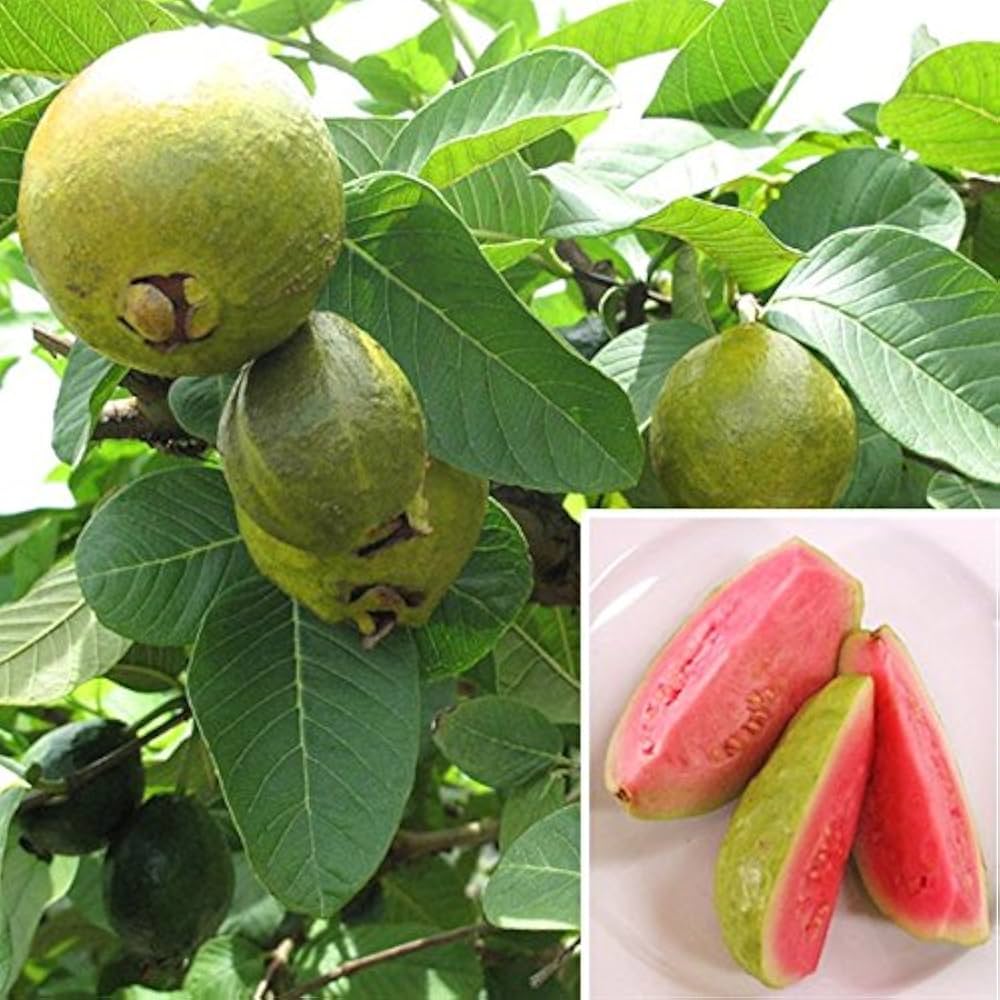 Taiwan Pink guava seeds for planting in tropical home garden