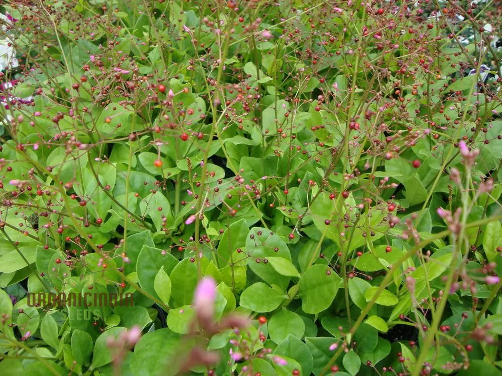 Talinum Paniculatum â€™Jewels Of Oparâ€™ Seeds â€“ Elevate Your Gardening With Delicate Beauty And