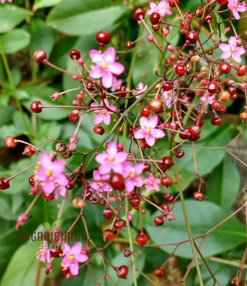 Talinum Paniculatum â€™Jewels Of Oparâ€™ Seeds â€“ Elevate Your Gardening With Delicate Beauty And