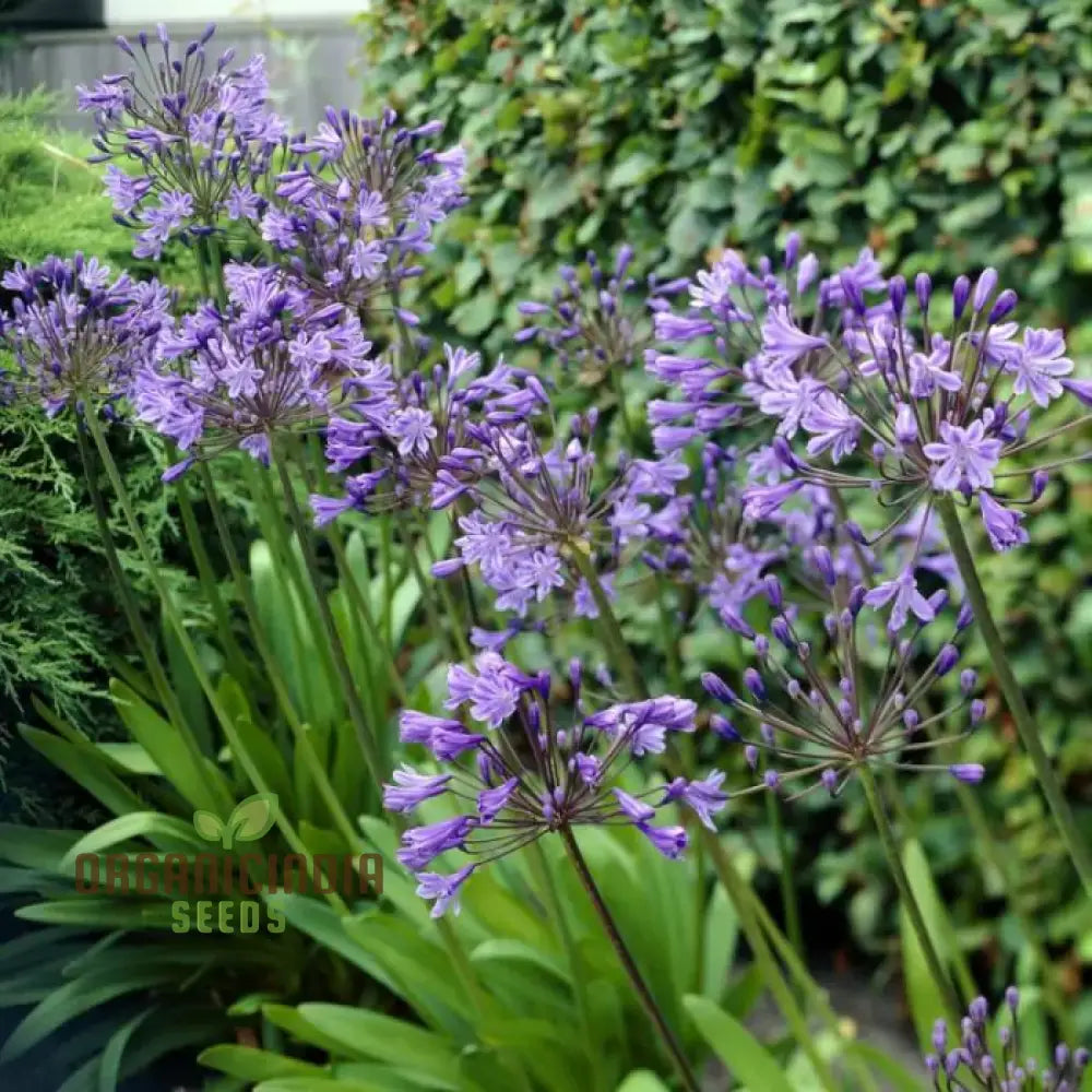 Tall Agapanthus Flower Seeds Ideal for Pathways and Garden Accents